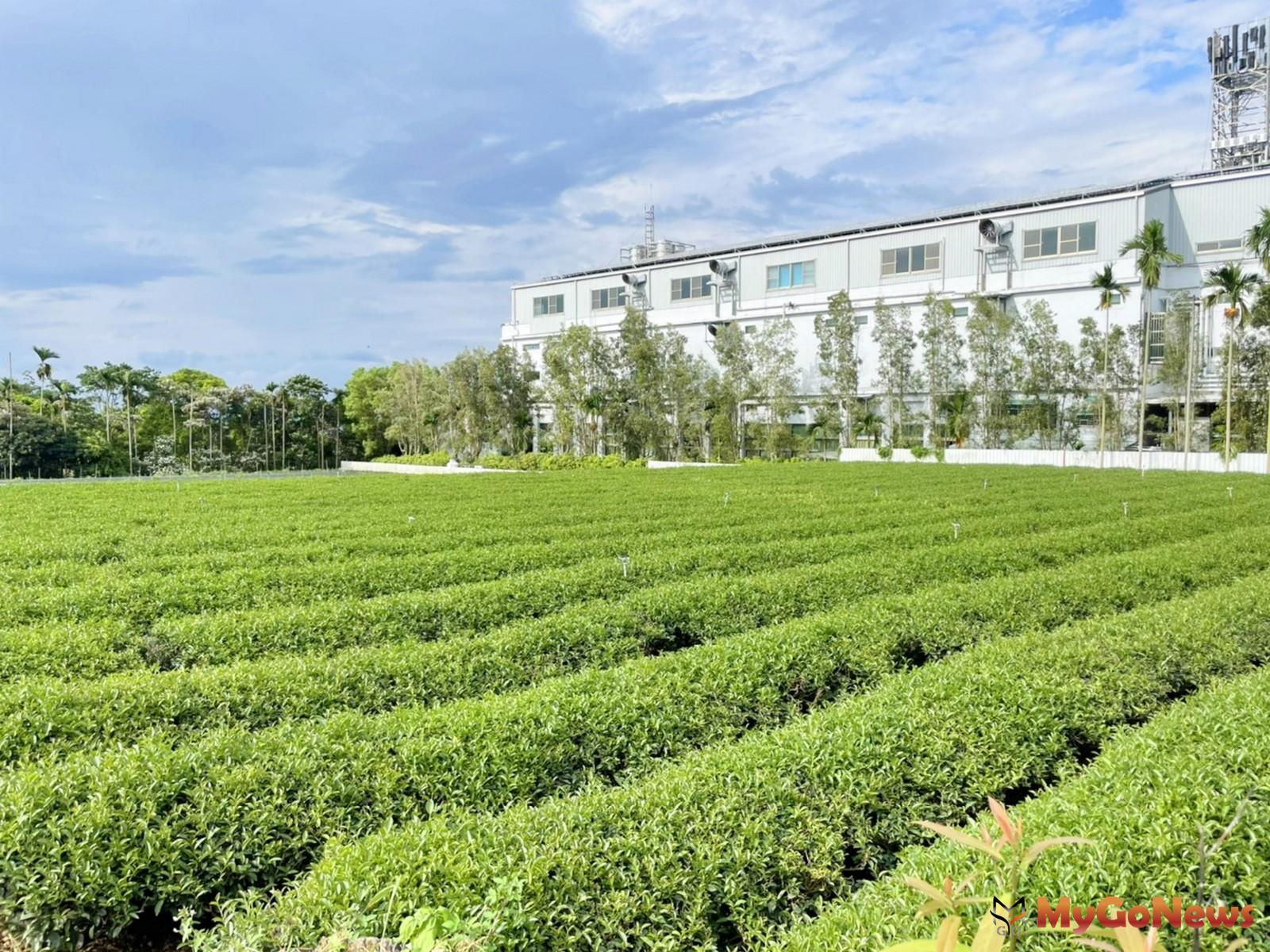 龍潭逾3千坪茶園，開價8588萬尋「茶王」