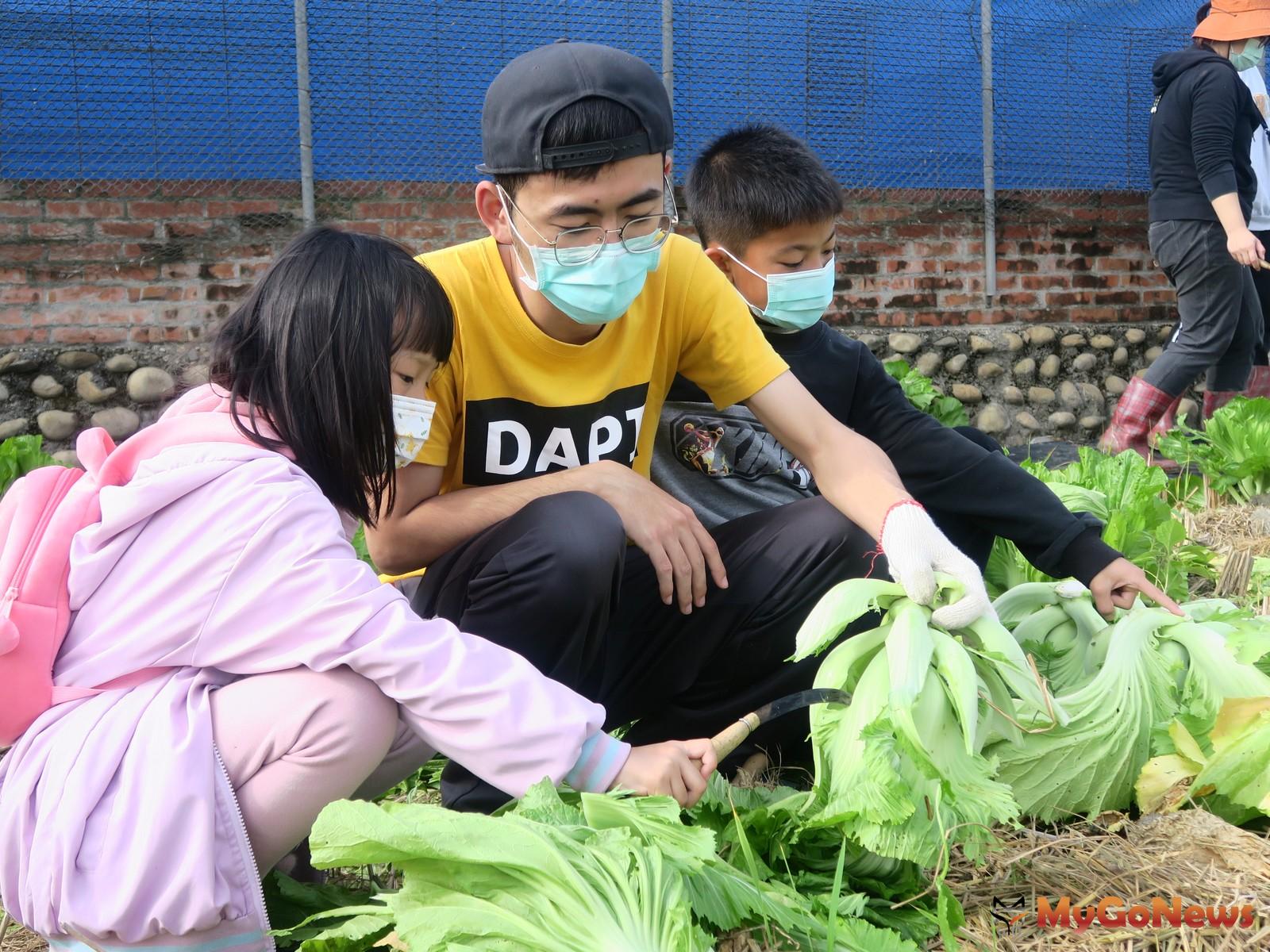 雲林縣大埤鄉生產了全台灣超過7成的酸菜，而這些酸菜則是芥菜醃製而成的，因此島語文化營也帶著小朋友下田體驗割芥菜。(圖/唐偉倫提供) MyGoNews房地產新聞 市場快訊